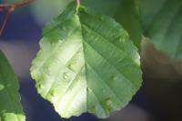 Acalitus brevitarsus