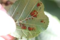 Acalitus brevitarsus