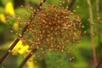 Araneus diadematus
