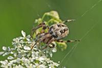 Larinioides cornutus