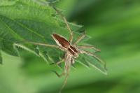 Pisaura mirabilis