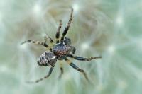 Gibbaranea bituberculata