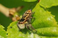 Carrhotus xanthogramma