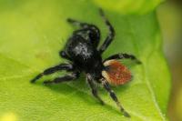 Carrhotus xanthogramma