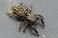 Marpissa muscosa