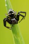 Synema globosum