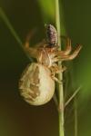 Xysticus