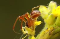 Anelosimus