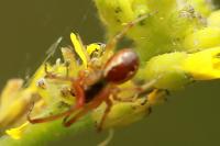 Anelosimus
