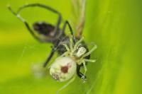 Nigma puella