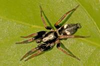 Kishidaia conspicua