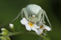 Misumena vatia