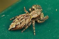Marpissa muscosa