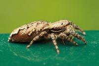 Marpissa muscosa