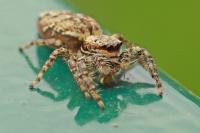 Marpissa muscosa