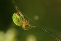 Araniella