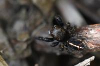 Pellenes tripunctatus
