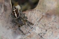 Pellenes tripunctatus