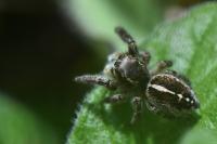 Pellenes tripunctatus
