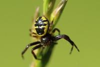 Synema globosum