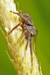 Xysticus