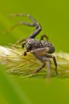 Xysticus