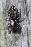 Salticus zebraneus