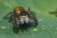 Carrhotus xanthogramma