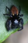 Carrhotus xanthogramma
