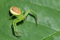 Diaea dorsata