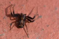 Xysticus ulmi