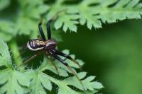 Xysticus ulmi