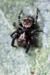 Pseudeuophrys erratica