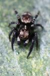 Pseudeuophrys erratica