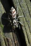 Salticus scenicus