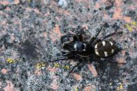 Salticus scenicus