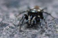 Salticus scenicus