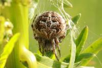 Agalenatea redii
