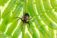 Synema globosum