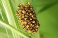 Araneus diadematus