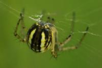 Mangora acalypha