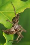 Pisaura mirabilis