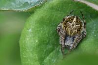 Agalenatea redii