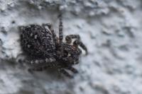 Attulus pubescens