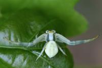 Misumena vatia