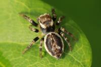 Evarcha falcata