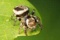 Evarcha falcata