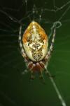 Cyclosa conica
