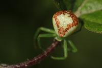 Ebrechtella tricuspidata