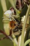 Thomisus onustus